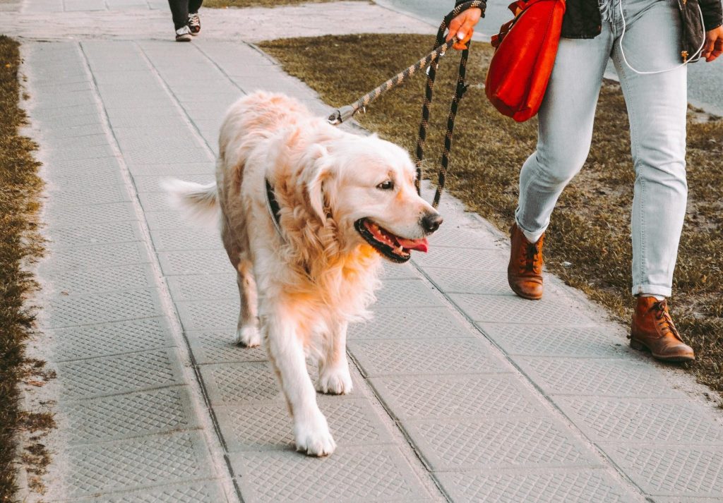 compare your brain with a dog