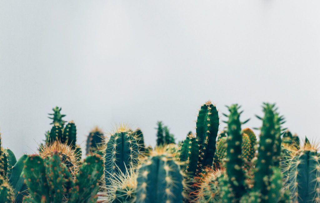 Close-up of various green cacti with sharp spines