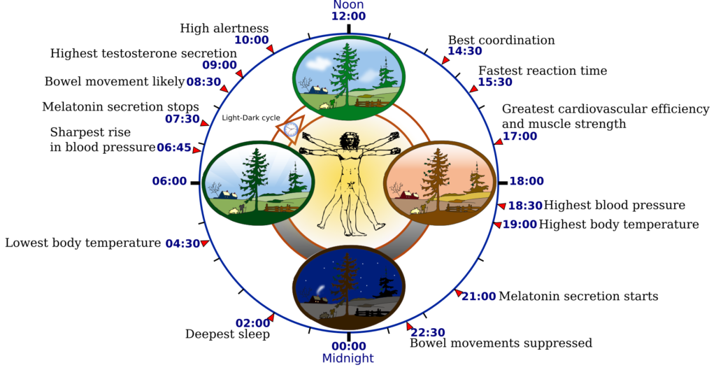 circadian rhythm 24 hour body clock diagram