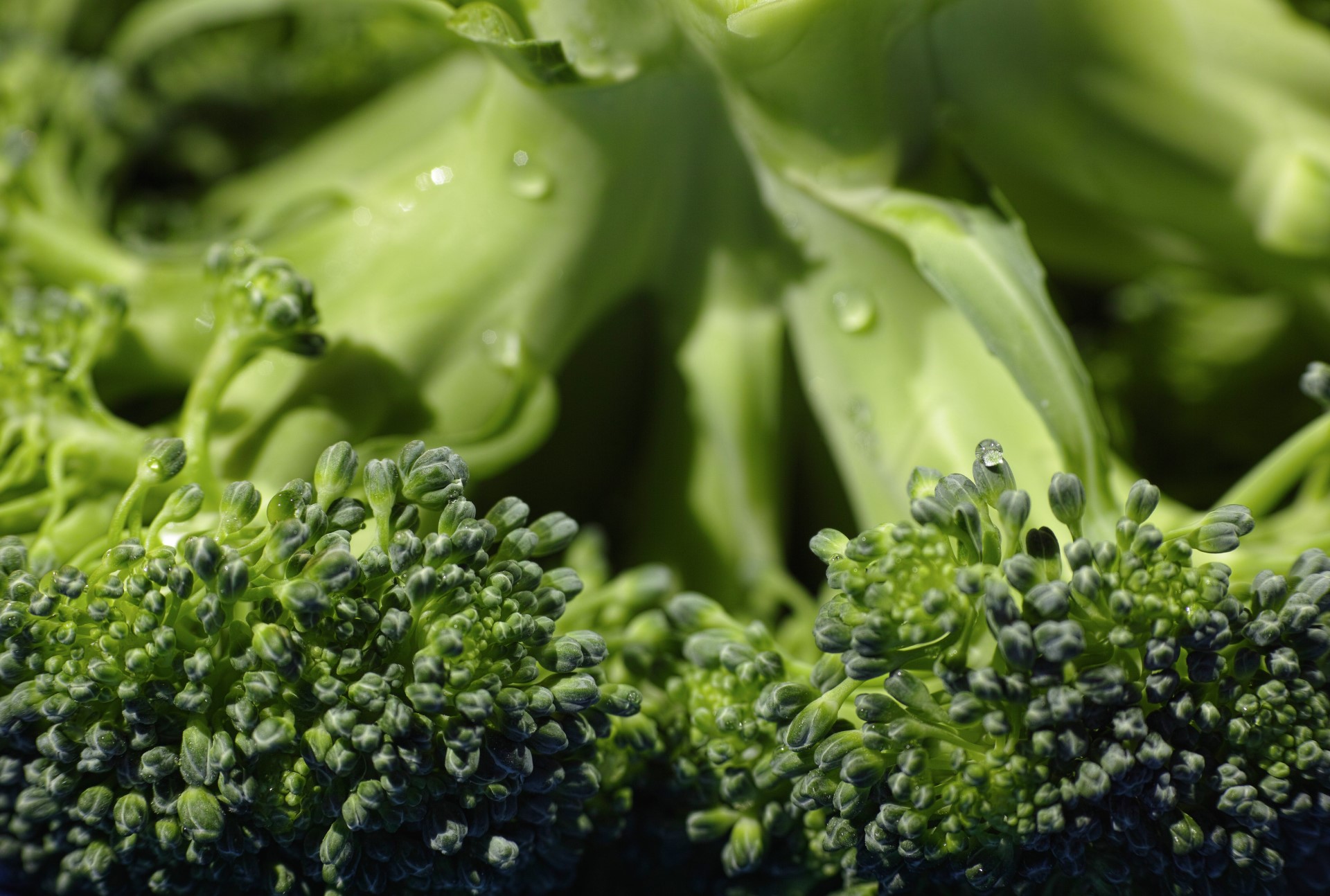 Fresh-broccoli-close-up-with-green-florets