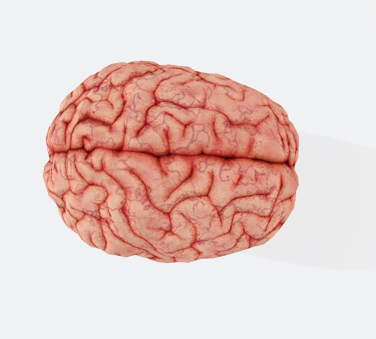 Brain’s Natural Curiosity